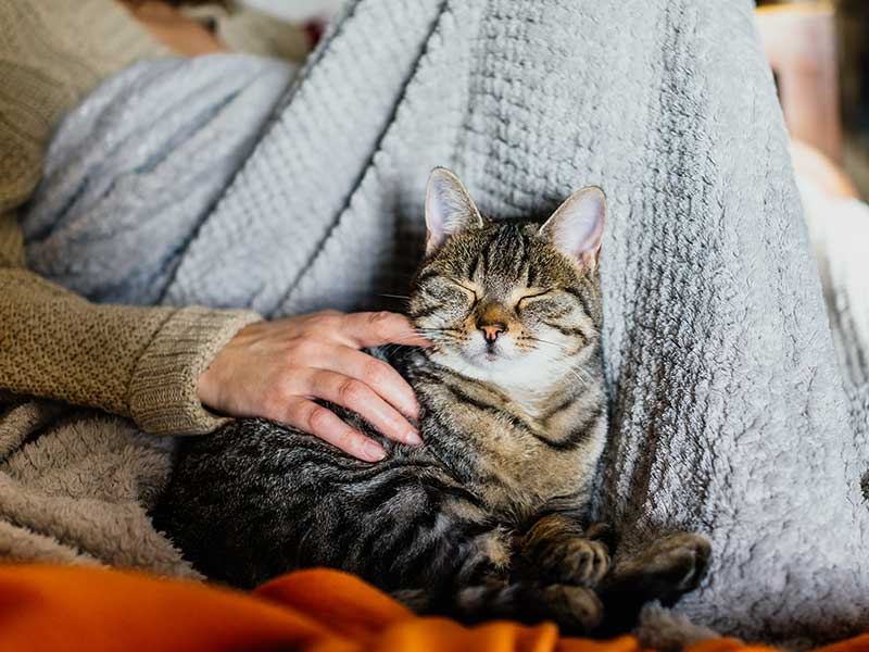 A cat sitting comfortably at home in a patch of sunlight