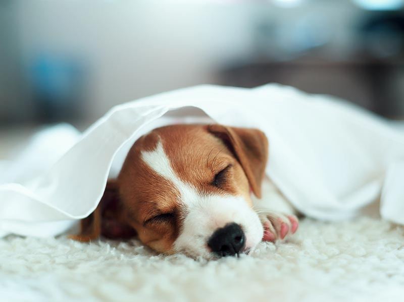 A dog settled and relaxed at home during sitting visits