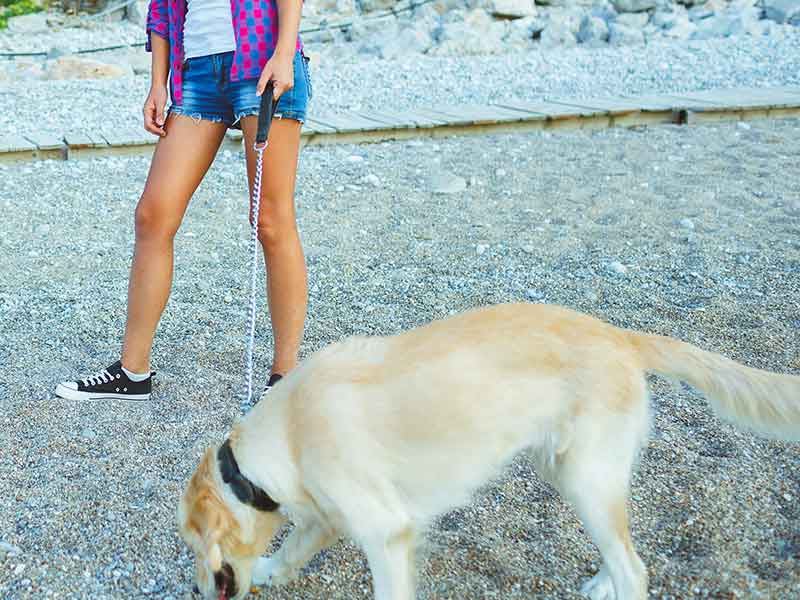 A dog out on a walk with its walker on a leafy South Florida street