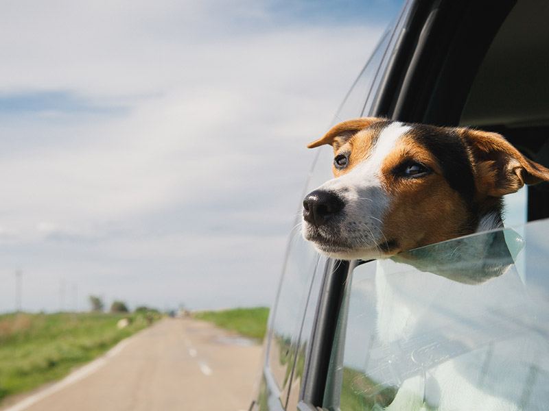 A pet travelling by car on a pet taxi trip to an appointment