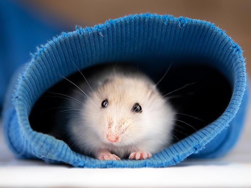 A small pet in its own habitat during a care visit